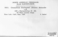 Cronartium harknessii image